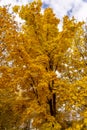 Yellow fall leaves under blue skies and white clouds. Colored branches with foliage against the sky. Autumn background. Royalty Free Stock Photo