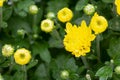 Yellow fall mums flowers like a background Royalty Free Stock Photo