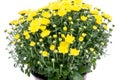 Yellow fall mums flowers in pot separated Royalty Free Stock Photo