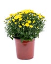 Yellow fall mums flowers in pot separated