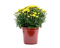 Yellow fall mums flowers in pot separated Royalty Free Stock Photo