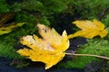 Yellow fall sycamore maple leaves on moss closeup Royalty Free Stock Photo