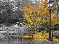 Yellow fall tree drops colorful leaves around an empty bench in a black and white cityscape scene in New York City