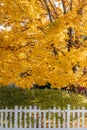 Yellow fall tree leaves background in yard with white pic Royalty Free Stock Photo