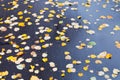 Yellow falled leaves on wet asphalt road Royalty Free Stock Photo