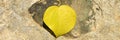 Yellow fallen autumn leaf in the shape of a heart on a stone. banner. Royalty Free Stock Photo