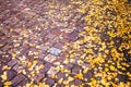 Yellow fallen autumn leaves on brick ground