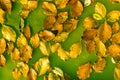 Yellow fallen autumn leaves float in surreal green water