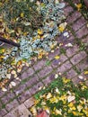 Yellow Fallen Autumn Leaves on the Sidewalk Paved with Gray Concrete Paving Stones. Top View. Autumn, Seaso Royalty Free Stock Photo