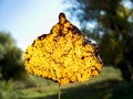 Yellow fallen leaf