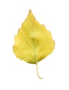 Yellow fallen leaf of birch tree isolated. Autumn leaf of birch tree. Royalty Free Stock Photo