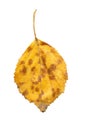 Yellow fallen leaf of birch tree isolated. Autumn leaf of birch tree. Royalty Free Stock Photo