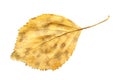 Yellow fallen leaf of birch tree isolated. Autumn leaf of birch tree. Royalty Free Stock Photo