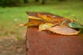 Yellow fallen leaf on a board wet from the rain