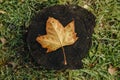 Yellow fallen leaf on a dry tree stump Royalty Free Stock Photo