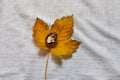 Walnut on yellow autumn leaf on white background Royalty Free Stock Photo