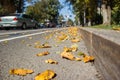 Yellow fallen leaves on asphalt. Golden autumn street. Last sunny day weather. Beautiful comfortable safety City life