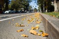 Yellow fallen leaves on asphalt. Golden autumn street. Last sunny day weather. Beautiful comfortable safety City life