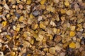 Yellow fallen leaves. Autumn background of leaves Royalty Free Stock Photo