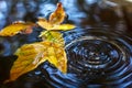 Yellow fallen leaves floating in the water. Autumn mood