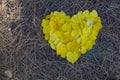 Yellow fallen leaves in the form of a heart on a background of gray needles Royalty Free Stock Photo