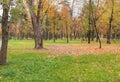 Yellow fallen leaves on the grass in a city Park on a rainy autumn day, outdoors Royalty Free Stock Photo