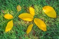 Yellow fallen leaves on green grass. Autumn sunny day Royalty Free Stock Photo