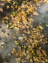 Yellow fallen leaves lie on the asphalt.