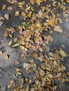 Yellow fallen leaves lie on the asphalt.