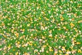 Yellow fallen leaves lie on a green grass Royalty Free Stock Photo