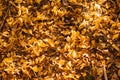 Yellow fallen leaves lie on the ground, a carpet of yellow leaves Royalty Free Stock Photo