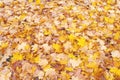 Yellow fallen leaves on the ground