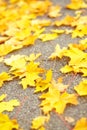 Yellow fallen leaves on path