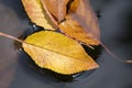 Yellow fallen leaves on the water in autumn