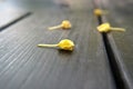 Yellow fallen little flowers on wooden table macro in a caf under the open sky, macro photo