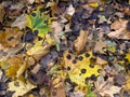 Yellow fallen maple leaf covered in black spots Royalty Free Stock Photo
