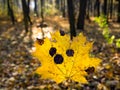 Yellow fallen maple leaf covered in black spots Royalty Free Stock Photo