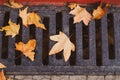 Yellow fallen maple leaves on the grate of a sewage trench. The arrival of autumn, leaf fall in the city Royalty Free Stock Photo