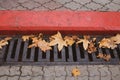 Yellow fallen maple leaves on the grate of a sewage trench. The arrival of autumn, leaf fall in the city Royalty Free Stock Photo