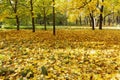 Yellow fallen maple leaves on the ground in the park on a sunny day. Golden autumn. Beautiful landscape Royalty Free Stock Photo