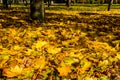 Yellow fallen maple leaves in a park on autumn Royalty Free Stock Photo
