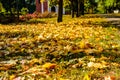 Yellow fallen maple leaves in a park on autumn Royalty Free Stock Photo