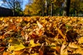 Yellow fallen maple leaves in a park on autumn. Selective focus Royalty Free Stock Photo