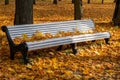 Yellow fallen maple leaves on a white bench in a public park Royalty Free Stock Photo