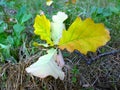 Yellow Fallen Oak Leaves On Green And Dry Grass. Autumn Leaf Fall. Thoughts Of Old Age, Wilting, Loneliness, Sadness And Desponden