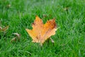 Yellow fallen tree leaf fallen on green grass strands