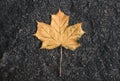 Yellow fallen from the tree on the wet asphalt maple leaf. Autumn leaf fall. Royalty Free Stock Photo