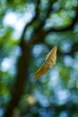 Yellow falling leaf in the air, nature