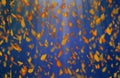 Yellow oak leaves autumn blue background. Royalty Free Stock Photo