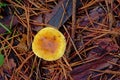 False Chanterelle Mushroom On The Forest Floor - Hygrophoropsis Aurantiaca